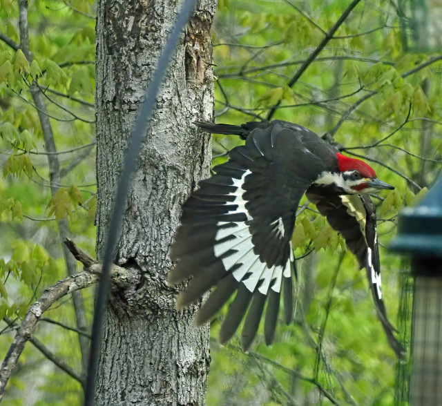 This is our largest woodpecker, with its red Woody Woodpecker crest, and black and white body and wings. Since it also has a red mustache, it is a male pileated woodpecker. It's call is a lot like Woody Woodpecker's too. 