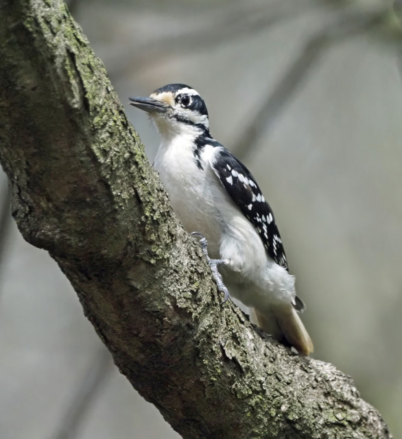 This medium sized woodpecker with its white chest and belly and black a white head, back and wings looks like a downy woodpeckers, but it's bigger and its beak is longer. It's a hairy woodpecker.