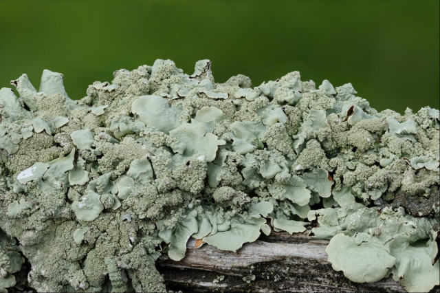 Looking at the top of a horizontal fence rail, which is covered in layer after layer of grey-green lichen seemingly piled on top of one another. It has wide lobes like leaves, and sections of raised dots like tiny mushrooms