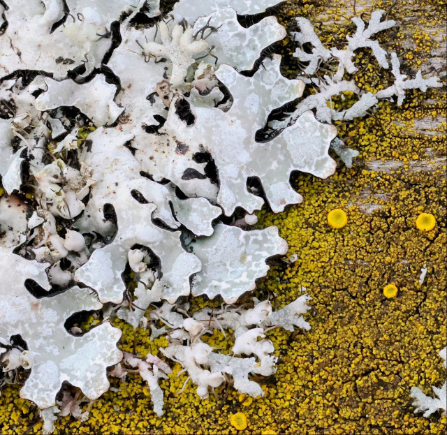 Closeup of a silver-gray lichen in wide sheets / lobes, growing on top of a blanket of yellow powdery lichen. A few of the narrow grey lichens from the previous picture with the fleshy hairs wind through some of the larger variety