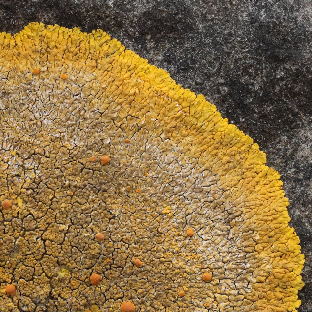 Closeup of a quarter of a round orange-yellow lichen growing on stone, which has a black powdery residue (possibly another lichen) dotted around. The main orange-yellow lichen has tiny holes near the tips of its fine lobes, an area of whitish-yellow inside this, then its centre is a multitude of raised yellow-orange lumps with cracks in between, looking like the dried, cracked mud left over after a lake dries out