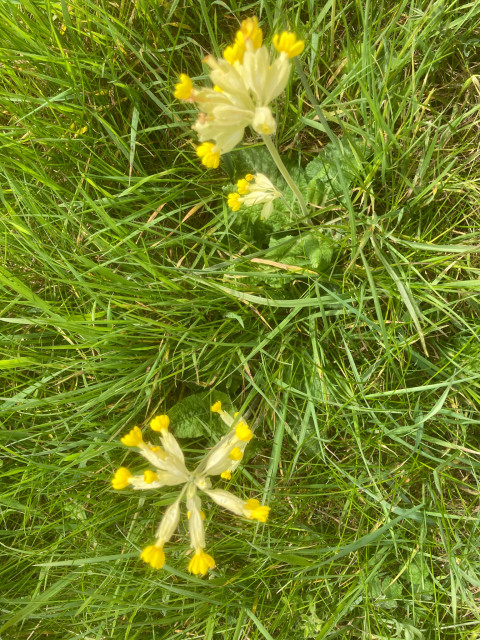Cowslips yellow flowers in permanent pasture. 