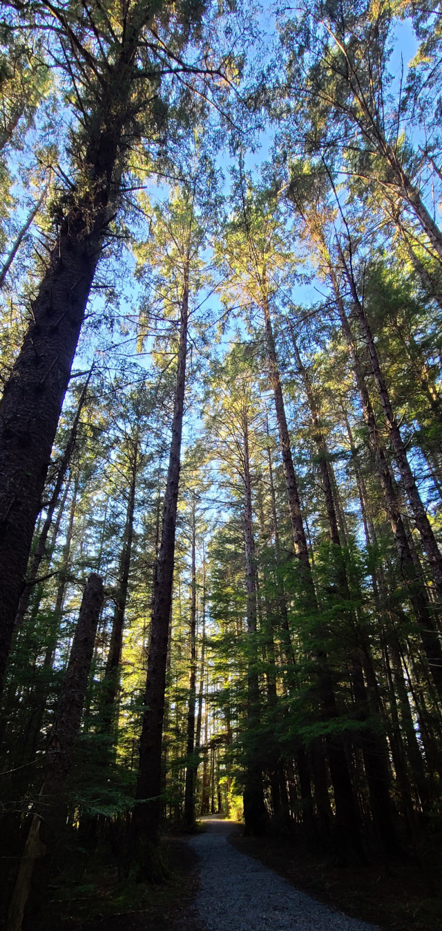 Perspective shot of spruce & hemlock trees, rising to the blue sky, dappled with sun. A very small, dim, path is at the center bottom in the gloom.