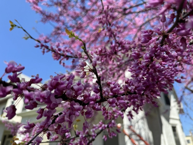 Branches of purple blossoms against a blue sky with blurred background of buildings.