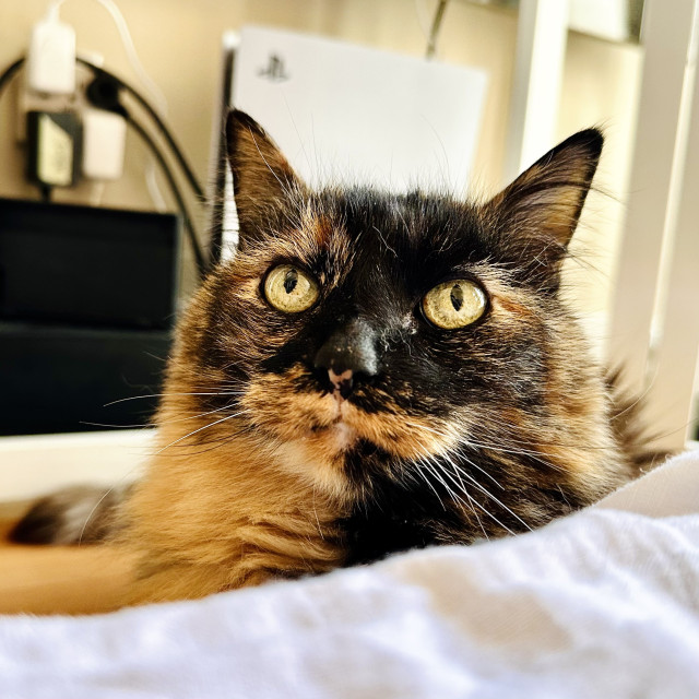 A large tortie staring intensely at a person