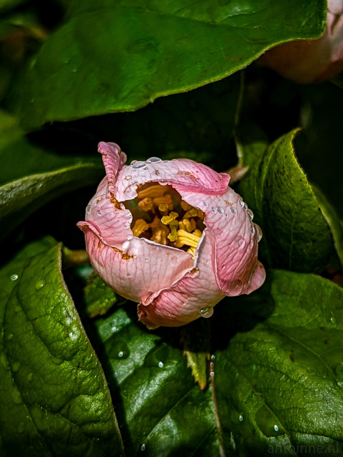 On a rainy spring afternoon, the pink flower of a fruit tree is starting to open. The yellow stamen inside the packed petals are already visible.