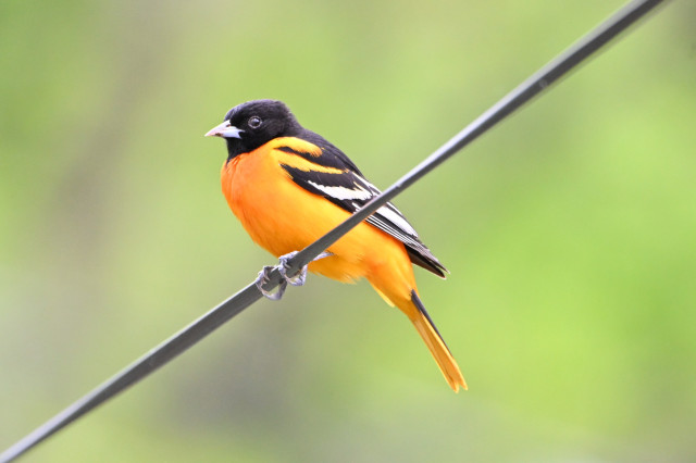 A stunning, mostly orange bird with a blackhead and black and white wings perched on a wire