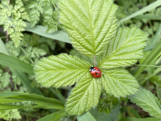 One bright-red ladybug in the center of a pale green set of blackberry leaves, with more green plants in the background