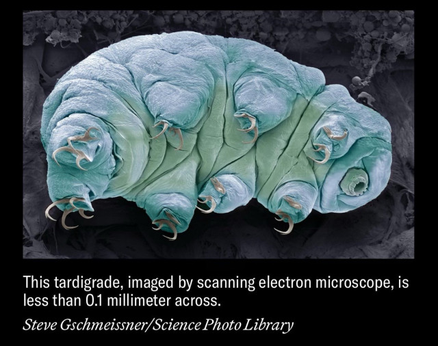 Close-up of a tardigrade under a scanning electron microscope, showing its segmented body and hook-like legs.

Words read: This tardigrade, imaged by scanning electron microscope, is less than 0.1 millimeter across.

Steve Gschmeissner/Science Photo Library