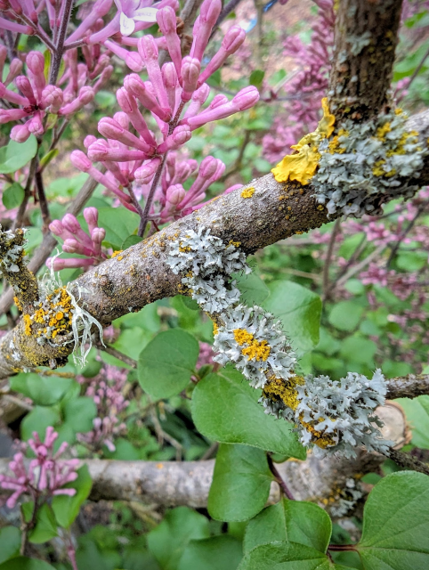 Grey and yellow lichen on the branches of a lilac bush, with clumps of almost-open lilac flowers in the background.