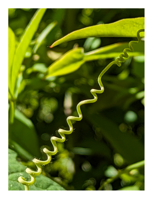 morning sun, with shadows. close-up inside a heavenly bamboo plant. a pale green tendril (looks like a landline phone cord) stretches from bottom left to top right in the foreground. dark and pale green oval leaves behind it, some out of focus.
