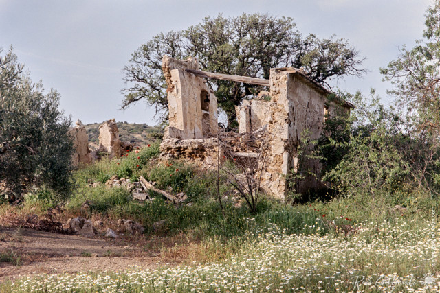 Colour film photo of the ruins of an abandoned cortijo with a carpet of daisies in the foreground.