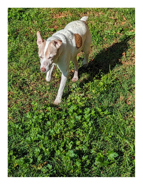 high-angle zoom of a small terrier with short white coat and brown markings taking a step in the grass. he's squinting against the morning sun and casts a shadow.