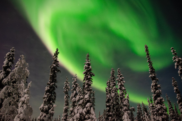 The night sky over Fairbanks, Alaska, is illuminated by a vibrant display of the northern lights. A curtain of green aurora, with hints of pink at its lower edges, arcs across the sky. Below, the dark silhouettes of a boreal forest stand covered in snow, each tree frosted white against the backdrop of the green aurora.