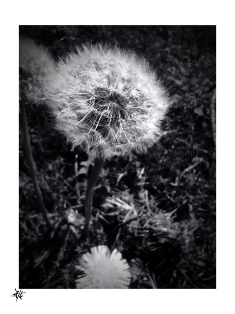 Schwarz-Weiß Foto von einer Pusteblume...