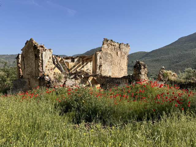 The ruins of an old abandoned Cortijo with hundreds of poppies grow in in what was probably the animal pen. 
