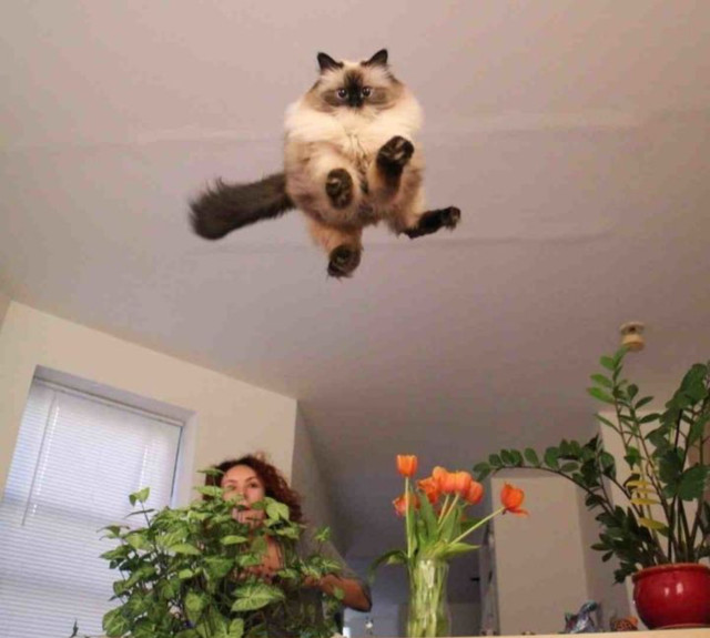 A cat appears to be flying through the air over beautifully potted plants and flowers.