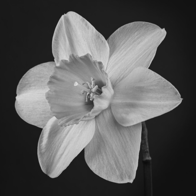 Black and white close up of a daffodil. The flower fills the frame and is centered. The background is dark gray and out of focus.