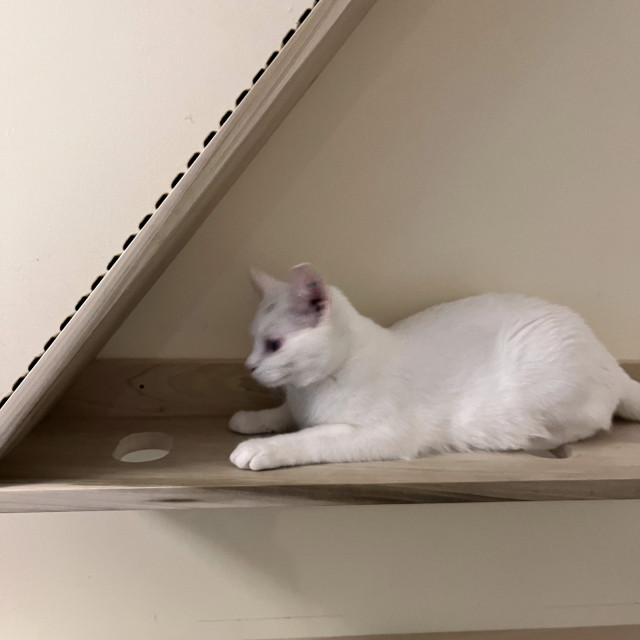 a white cat sits in the interior angle of a cat shelf and ramp