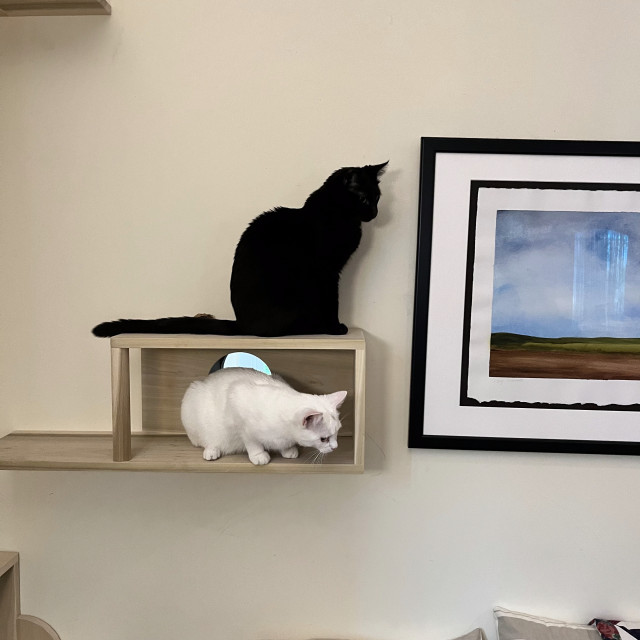 a black cat on a cat shelf and under him is a white cat on the lower shelf