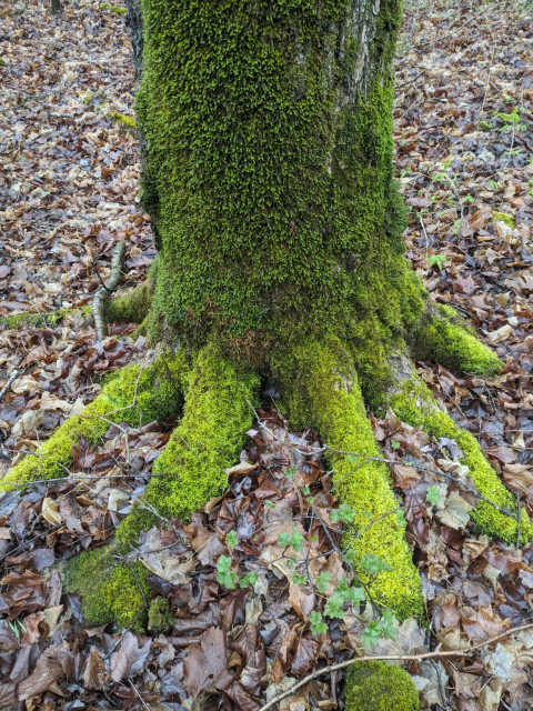 An Ent foot.
A tree trunk covered in moss with multiple roots coming out in a toe pattern, also covered in moss.