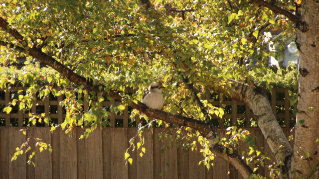 A kookaburra sits on a tree branch with its feathers puffed out, morning sun filtering down onto its back through autumn leaves