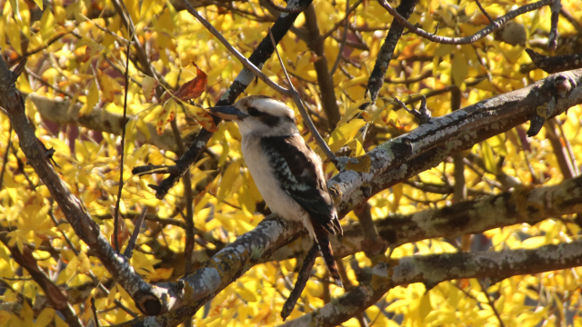 That same kookaburra in a different autumn-leafed tree, seen from a more side on view
