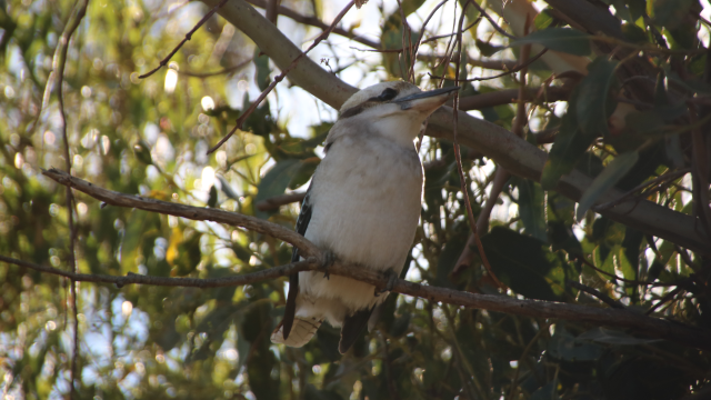 The kookaburra up high in a gumtree, the horizon of the park is visible reflected in its eye
