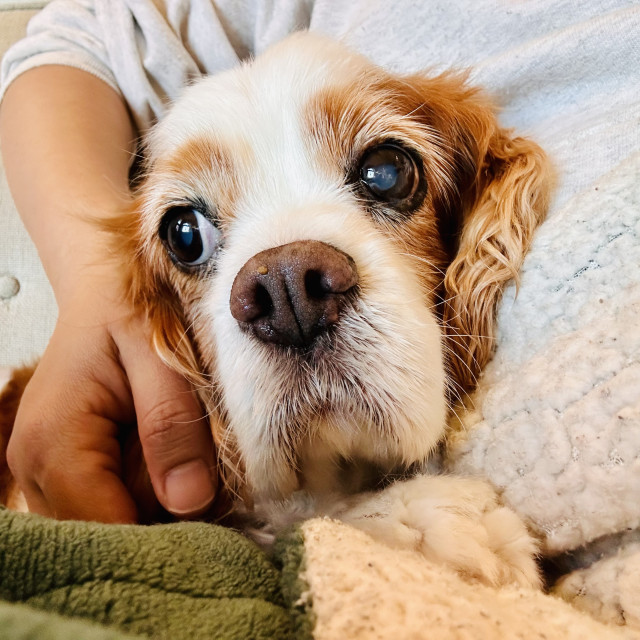 A very old Cavalier King Charles sitting next to a person 