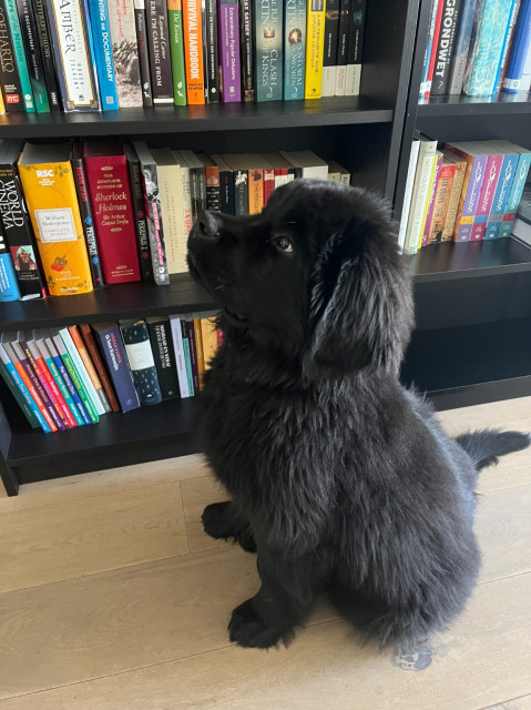 photo of Odin, who is a black newfoundlander puppy, sitting at attention in front of my husband's book case. 