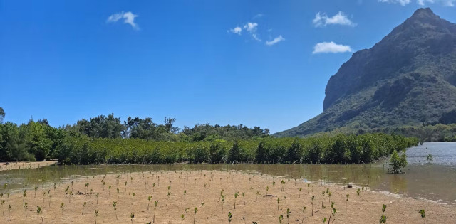 Sunny-day photo of a mangrove forest, with mangroves being seeded in front and a steep green mountain in the near distance. Photo in Le Morne, Mauritius by Reshma Sunkur.