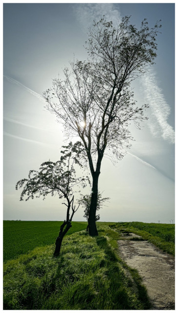 A tree silhouetted against the sky with the sun peering through its branches, a grassy path, and a green field under a blue sky with streaky clouds.