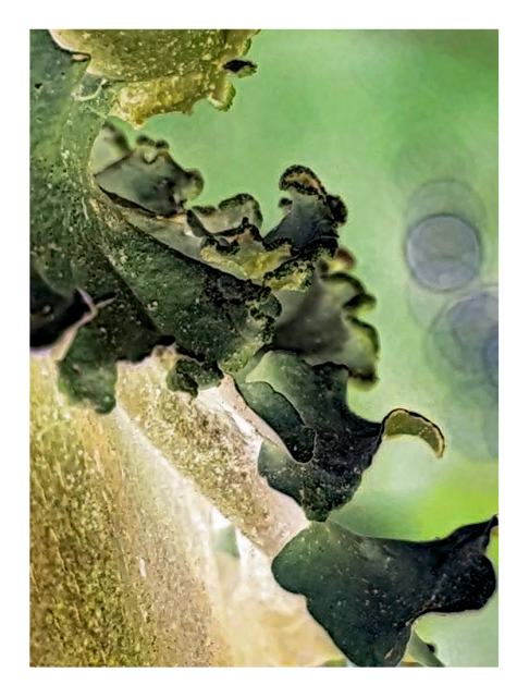inverted and recolored. extreme close-up. side view of lichen lobes on a smooth branch, the trunk behind it. the background is out of focus. in tones of brown, green, black and gray-white.
