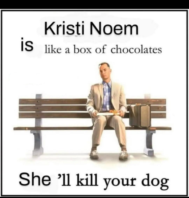 A meme showing Forrest Gump sitting on a bench. The text reads:

"Kristi Noem is like a box of chocolates. She'll kill your dog."