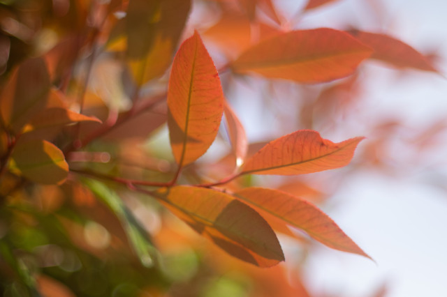 Closeup color photo of young, spear-shaped leaves in shades of orange and red, in the soft glow of morning sunlight, against a blurred background. (CC BY 4.0)
