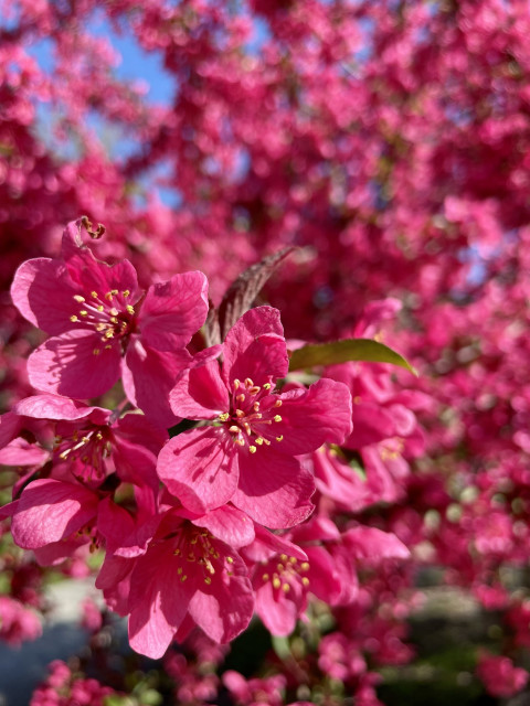 Bright pink flowers on a tree