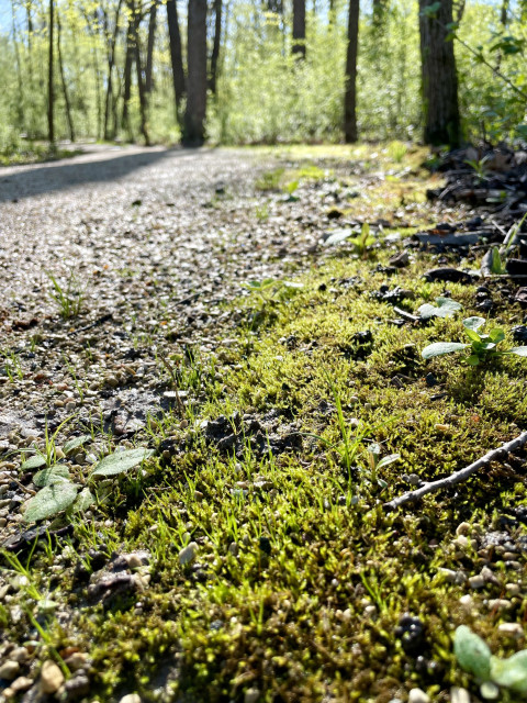 Moss growing along the side of a gravel trail in a forest