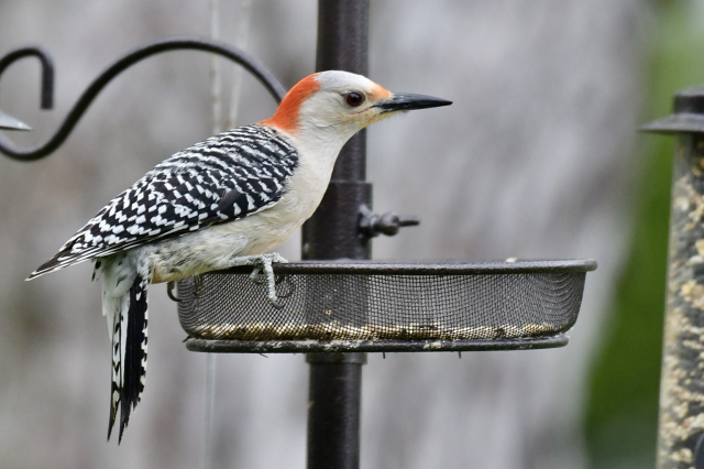 Woodpecker on feeder