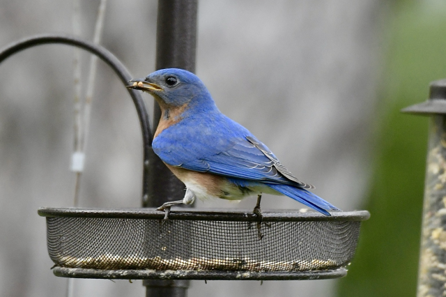 Male blue bird 