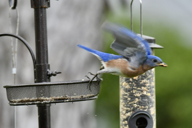 Bluebird flying away 