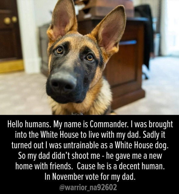 Hello humans. My name is Commander. | was brought into the White House to live with my dad. Sadly it turned out | was untrainable as a White House dog.

So my dad didn’t shoot me - he gave me a new home with friends. Cause he is a decent human.

In November vote for my dad.

@warrior_na92602 