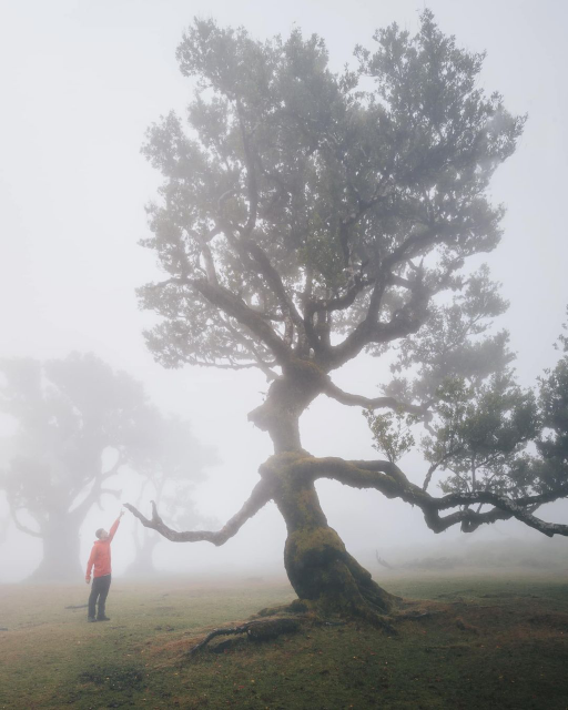 On a misty, moisty morning, a man wearing a bright red jumper lifts his arm as if to shake “hands” with a Ceiba tree. The tree, Ent-like, seems to have an almost human profile and, for wild “hair”, luxurient branches. One branch, however, is bare and seems to reach toward the man. 
