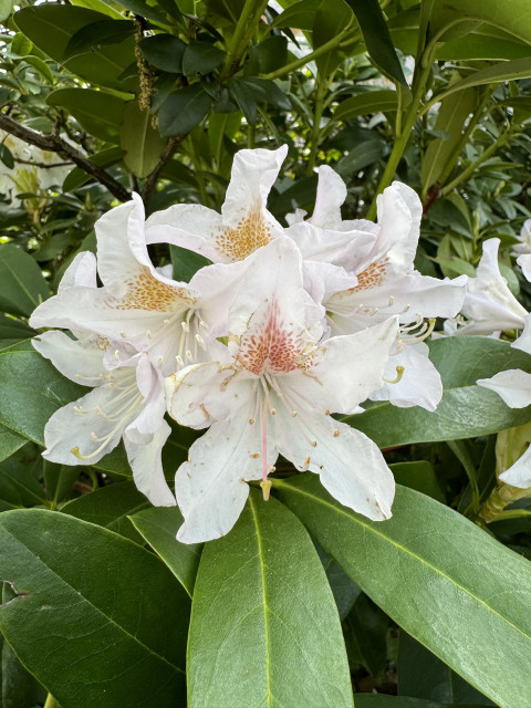 Rhododendron 'Cunningham's White'

