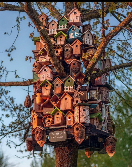 Photography. A color photograph
of a tree with countless small colorful birdhouses. Underneath is a sign with the word "Vogelhotel"(Bird hotel) and  "in de Neesten" (Nested). 