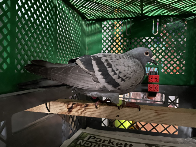 A sport pigeon in an improvised birdcage. It sits on a wooden bar and looks directly into the camera.