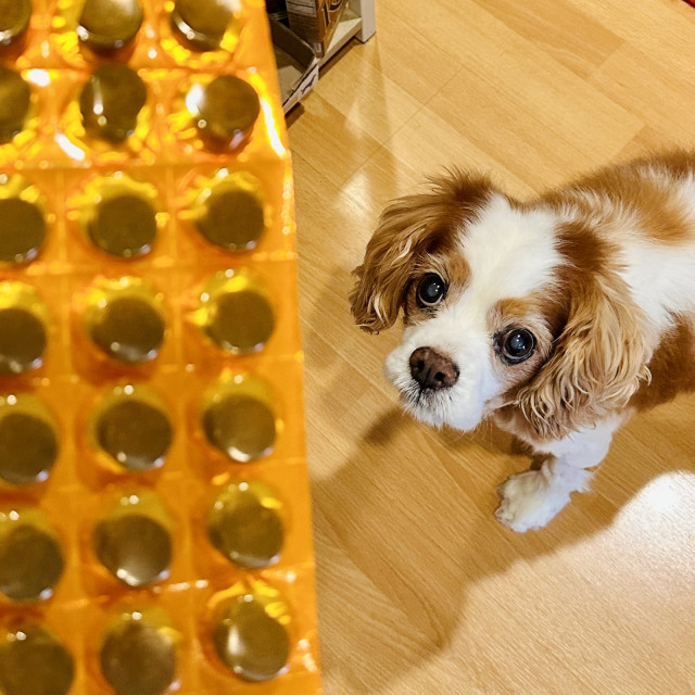 A dog begging for treats that are actually pills 