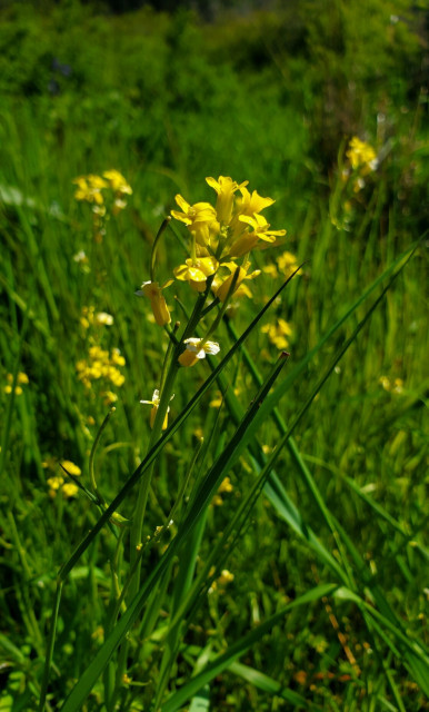 Yellow rocketcress flowers