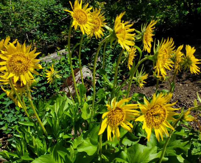 Yellow balsamroot flowers