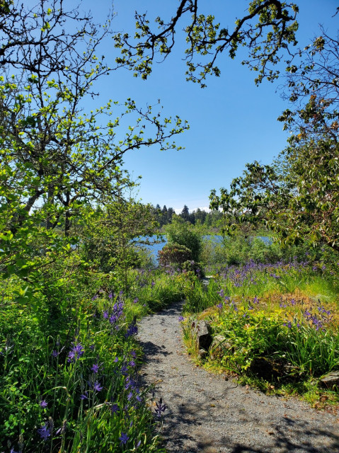 Gravel nature trail, lined with purple camas wildflowers & Garry oak trees. Swan Lake is in the background.