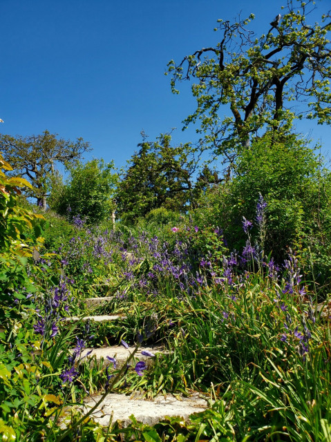 Stone steps on nature trail, lined with purple camas wildflowers & Garry oak trees.